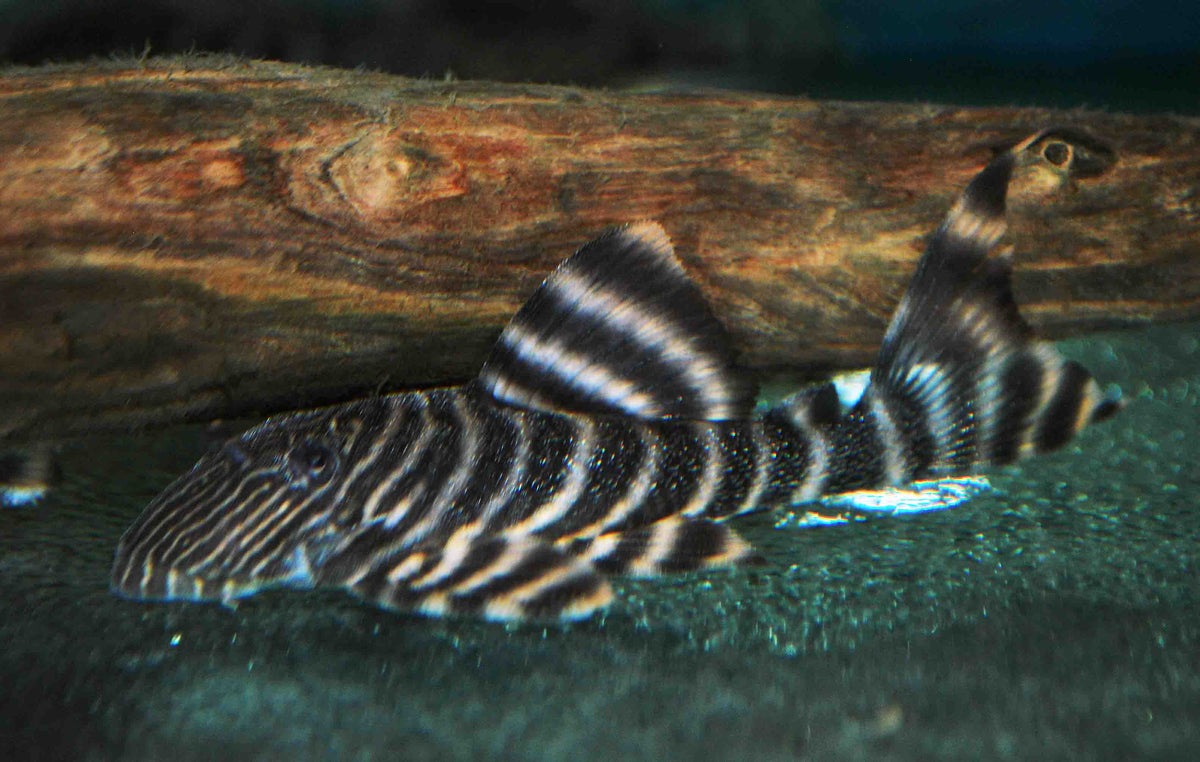 L002 Tiger Peckoltia (L002 PANAQOLUS SP. M)