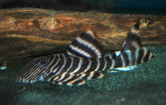 L002 Tiger Peckoltia (L002 PANAQOLUS SP. M)