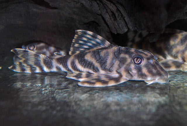 L015 Candy Striped Pleco (L015 PECKOLTIA VITTATA M)