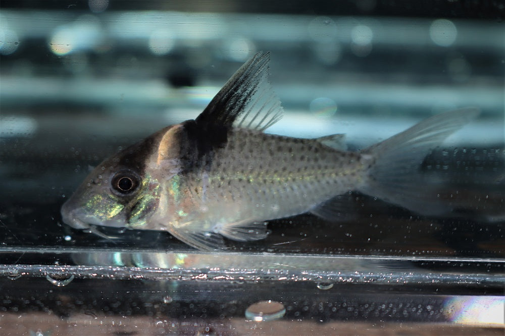 Amanda Jane Pantsermeerval (CORYDORAS AMANDAJANEA M/L)