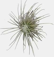 PT-TILLANSIA MAGNUSIANA