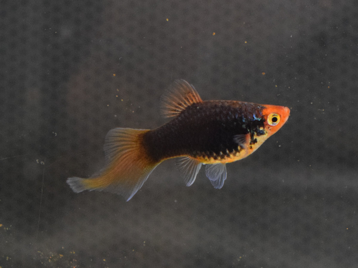 Platy Penseel Mix (XIPH. MAC. SPITZ MIX M)