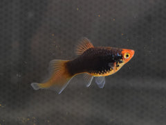 Platy Penseel Mix (XIPH. MAC. SPITZ MIX M)