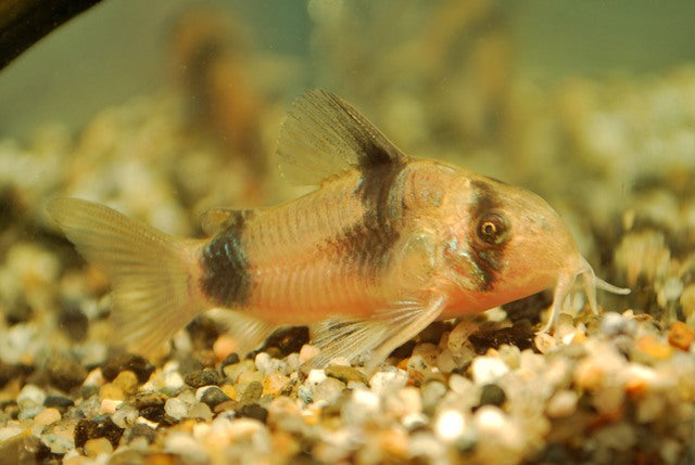 Pantsermeerval Weitzmani (CORYDORAS WEITZMANI S/M)