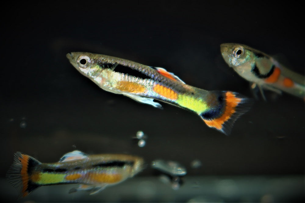 Endler Gup Campoma 42 (M/F) (POEC. WINGEI CAMPOMA 42 (M/F) M)