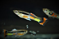 Endler Gup Campoma 42 (M/F) (POEC. WINGEI CAMPOMA 42 (M/F) M)