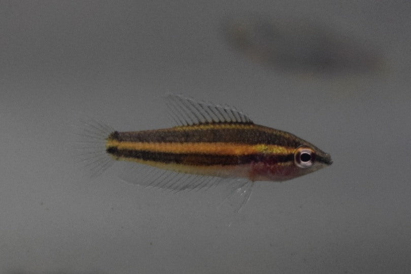 Prachtgoerami Sentang (PAROSPHROMENUS SP. SENTANG M)