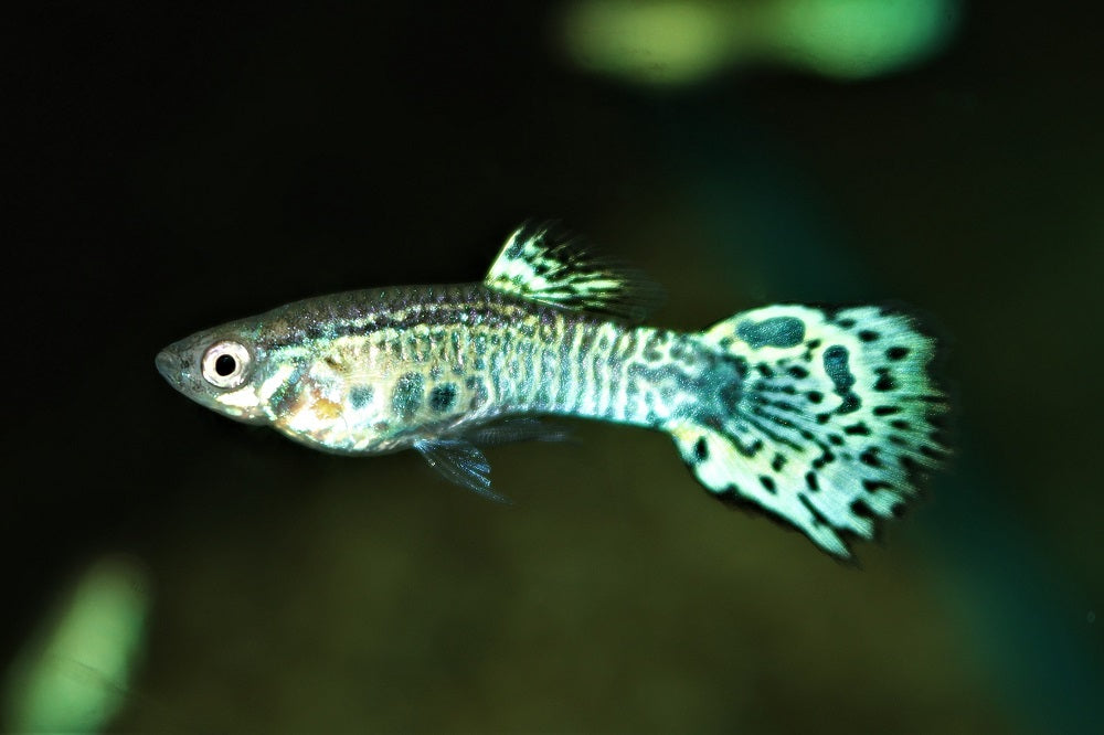 Gup King Cobra Green (POEC.RET. KING COBRA GREEN (M/F) M)