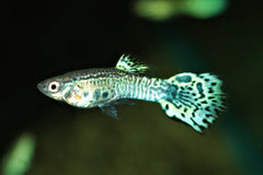 Gup King Cobra Green (POEC.RET. KING COBRA GREEN (M/F) M)