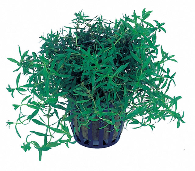 Didiplis Diandra - Pe (Didiplis diandra - PE)