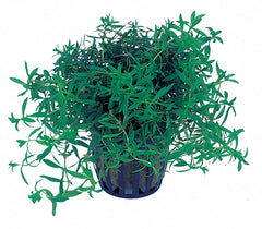 Didiplis Diandra - Pe (Didiplis diandra - PE)