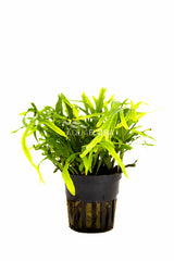 Microsorum Pteropus 'Trident' - Pe (Microsorum pteropus 'Trident' - PE)