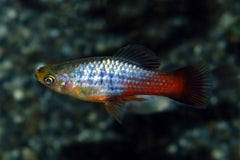 Xiph. Variatus Neon Regenboog M (XIPH. VARIATUS NEON RAINBOW M)