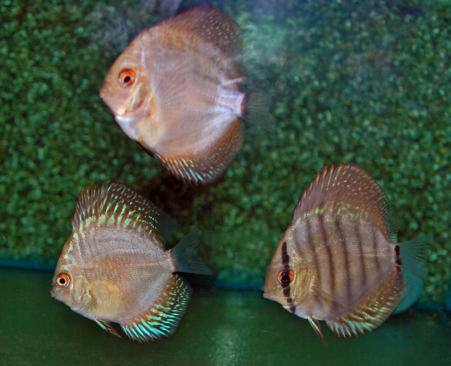 Discus Mix (S. AEQUIFASCIATUS MIX  M)