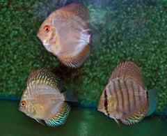 Discus Mix (S. AEQUIFASCIATUS MIX  M)