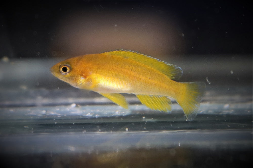 Tanganyika Cichlide Mustax (NEOLAMPROLOGUS MUSTAX MBITI ISLAND S)