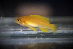 Tanganyika Cichlide Mustax (NEOLAMPROLOGUS MUSTAX MBITI ISLAND S)