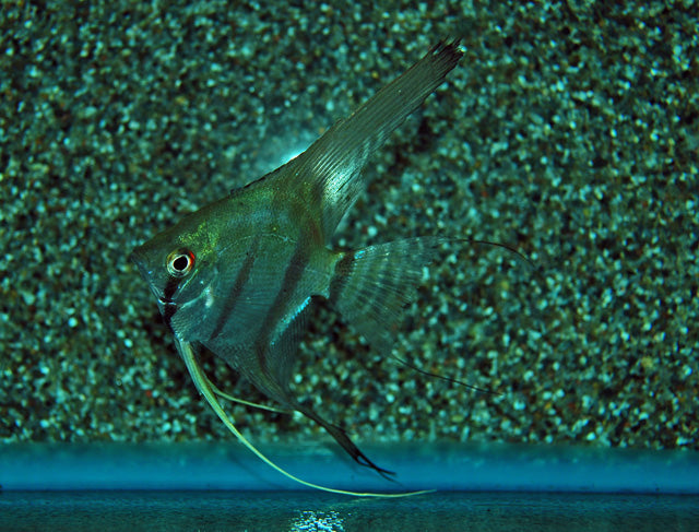 Maanvis Peru (P. SCALARE PERU M)