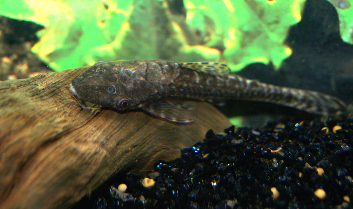 Reuzen Otocinclus Gulare (HYPOPTOPOMA GULARE L)