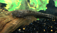 Reuzen Otocinclus Gulare (HYPOPTOPOMA GULARE L)