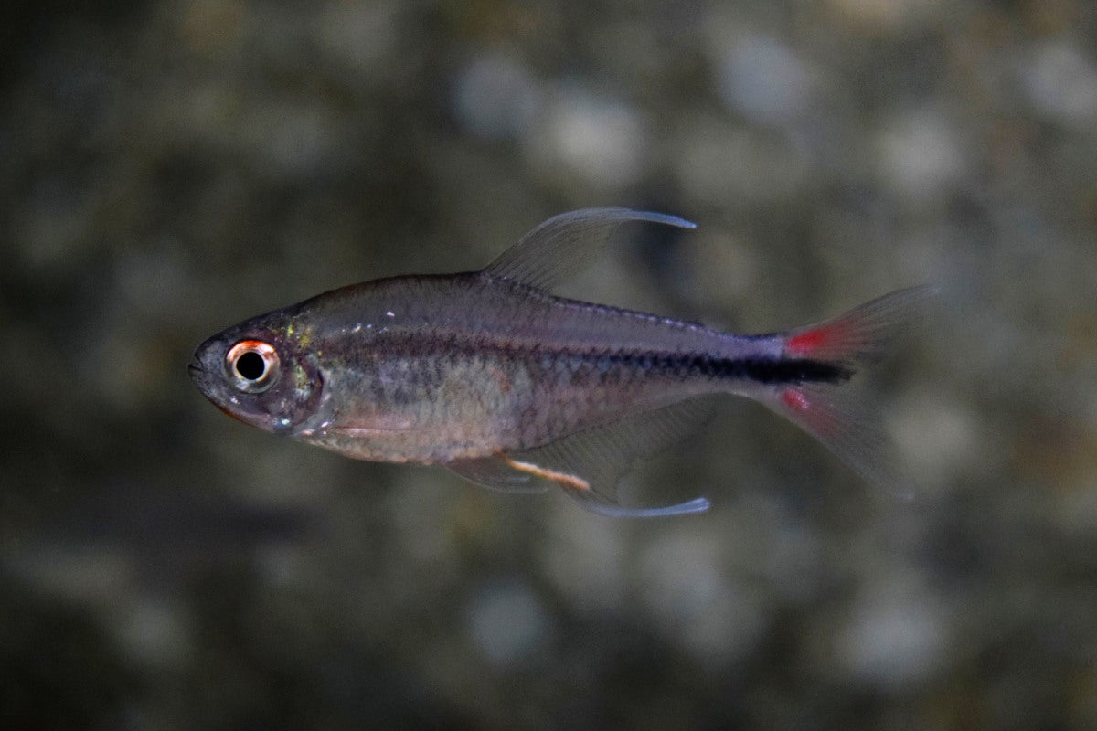 Phoenix Tetra (HEMIGRAMMUS FILAMENTOSUS  M)