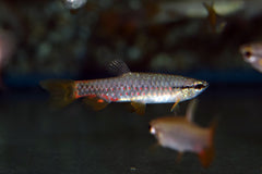 Spatzalm Brevis (PYRRHULINA BREVIS M)