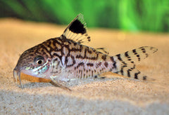 Pantsermeerval Reticulatus (CORYDORAS RETICULATUS M/L)