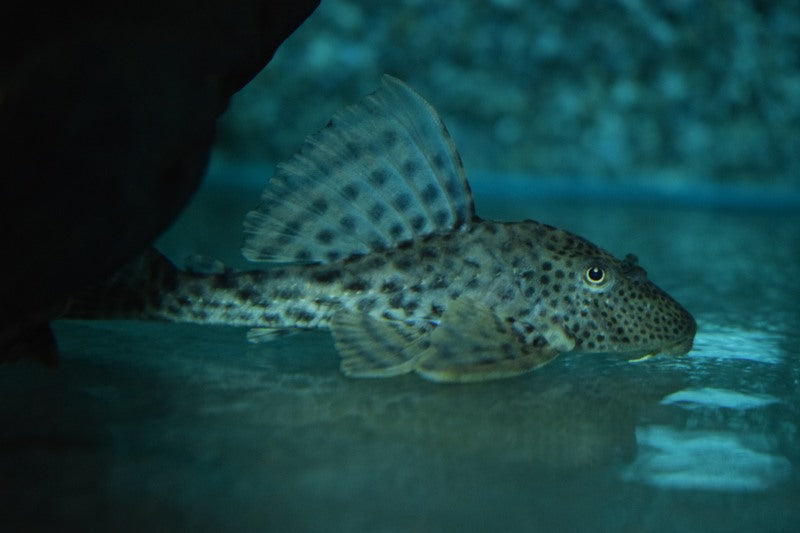 L231 Hypostomus (L231 HYPOSTOMUS SP.  M)
