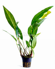 Anubias Lanceolata - Pe (Anubias lanceolata - PE)