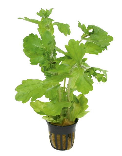 Shinnersia Rivularis - Pe (Shinnersia rivularis - PE)