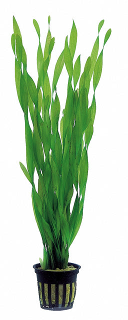 Vallisneria Asiatica - Ps (Vallisneria asiatica - PS)