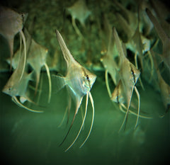 Maanvis Manacapuru (P. SCALARE MANACAPURU M)