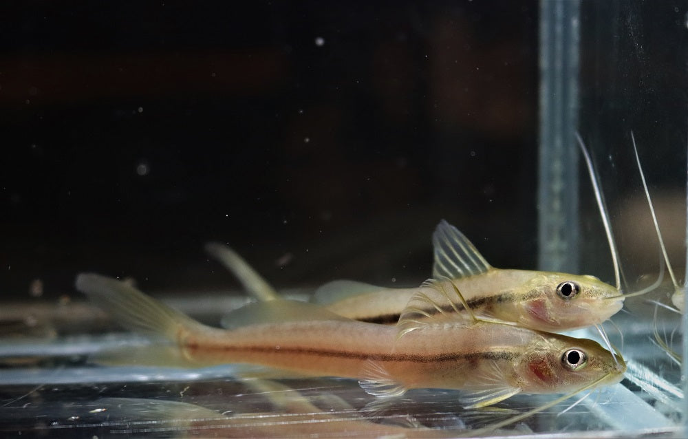 Meerval Pimelodella Metae (PIMELODELLA METAE M)