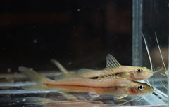 Meerval Pimelodella Metae (PIMELODELLA METAE M)