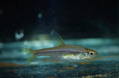 Vuurstreep Rasbora (TRIGONOPOMA PAUCIPERFORATUM M)