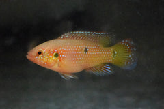 Bloedrode Juweelcichlide (RUBRICATOCHROMIS LIFALILI S)
