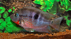 Vuurkeelcichlide Rio Candelaria (THORICHTHYS MEEKI RIO CANDELARIA S/M)