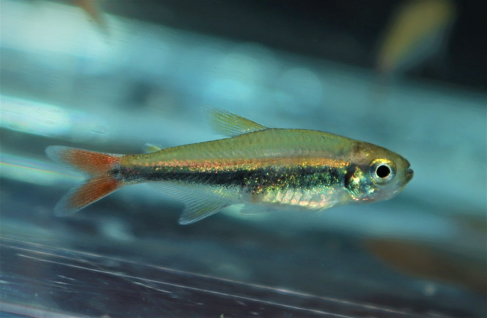 Loreto Tetra Peru (HYPHESSOBRYCON LORETOENSIS M)