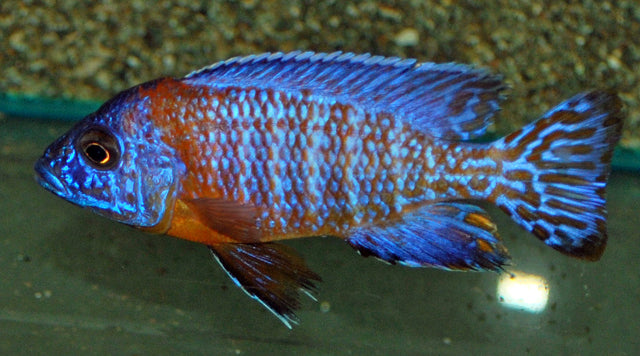 Keizerbaars Nyassae Oranje (AULONOCARA NYASSAE ORANGE S)