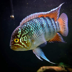 Zebra Acara (NANNACARA ADOKETA '' CUIARI'' F1 M/L)