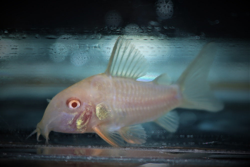 Sterba's Pantsermeerval Albino (CORYDORAS STERBAI ALBINO S/M)