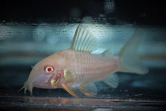 Sterba's Pantsermeerval Albino (CORYDORAS STERBAI ALBINO S/M)