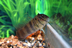 Slijmvis Zebra (OMOBRANCHUS ZEBRA M)