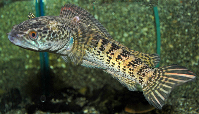 Oranjevlek Slangekopvis (CHANNA AURANTIMACULATA M)