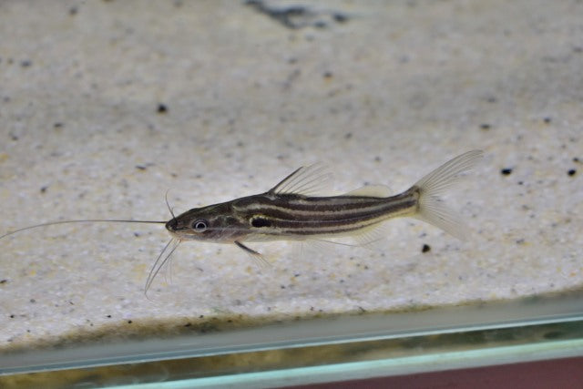 Indische Gestreepte Meerval (MYSTUS VITTATUS M)