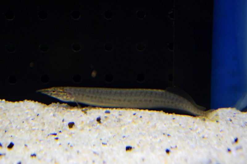 Stekelaal Pancalus (MACROGNATHUS PANCALUS M)