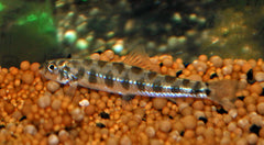 Modderkruiper Corica (NEMACHEILUS CORICA M)