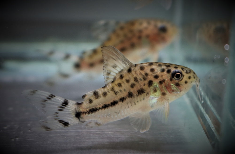 Pantsermeerval Knaacki (CORYDORAS KNAACKI M)