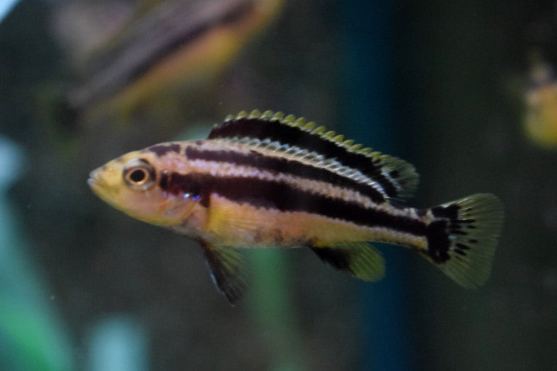 Malawi Cichlide Chipokae (MELANOCHROMIS CHIPOKAE S)