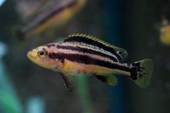 Malawi Cichlide Chipokae (MELANOCHROMIS CHIPOKAE S)